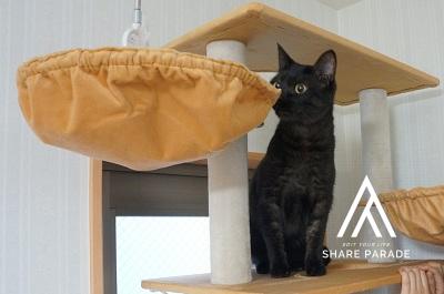 シェア・ラ・キャット駒込