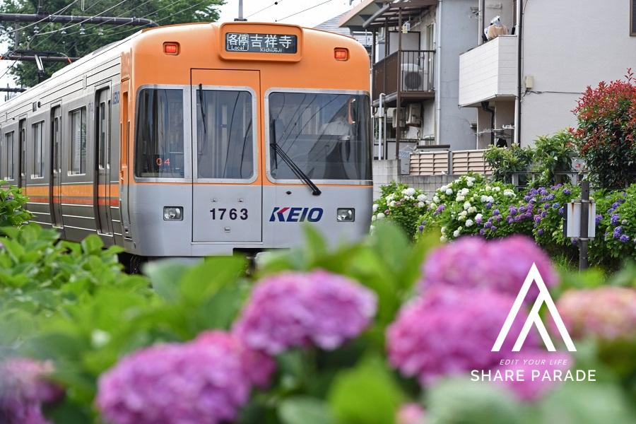 Is the Suginami area popular right now? What are the key features of Suginami Ward, and what kinds of properties are available?